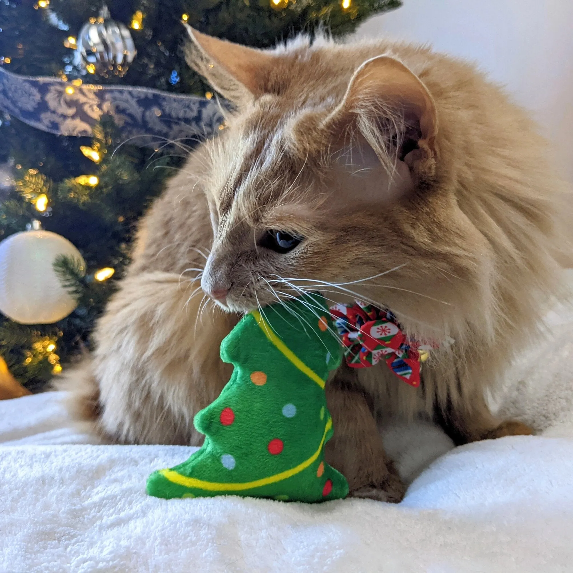 Feline - Cat Toy - Up A Tree