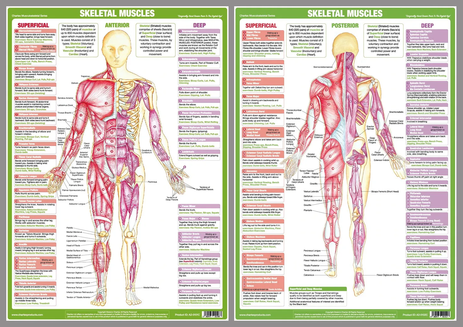 Major Skeletal Muscles Anatomy Wall Chart Poster Set (2 Posters) - Chartex Ltd.