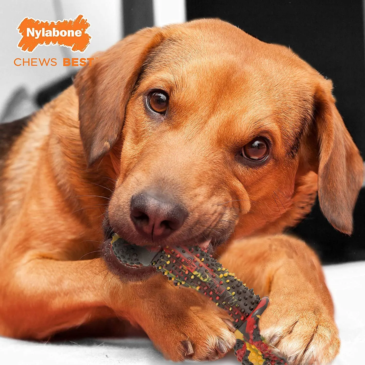 Nylabone Flavor Frenzy Strong Chew