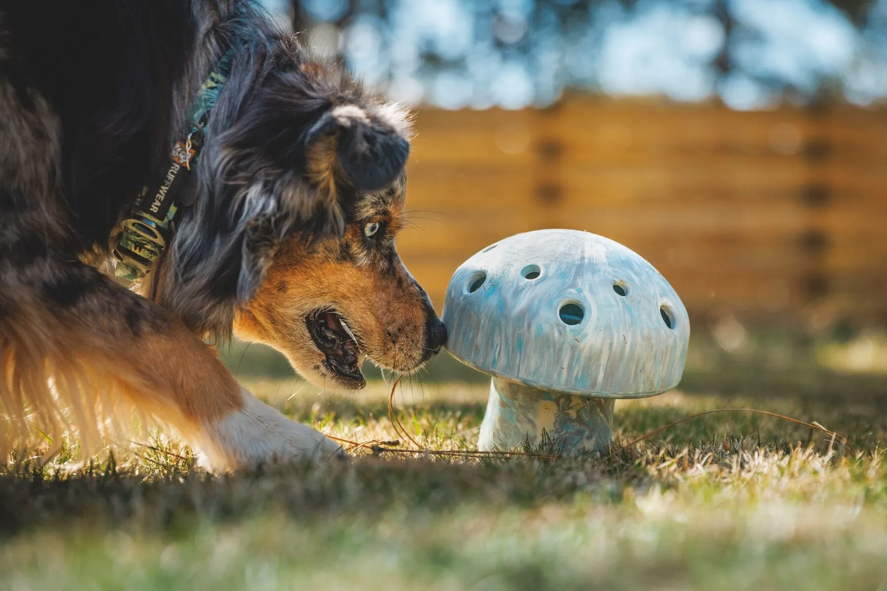 Porcini Dog Toy