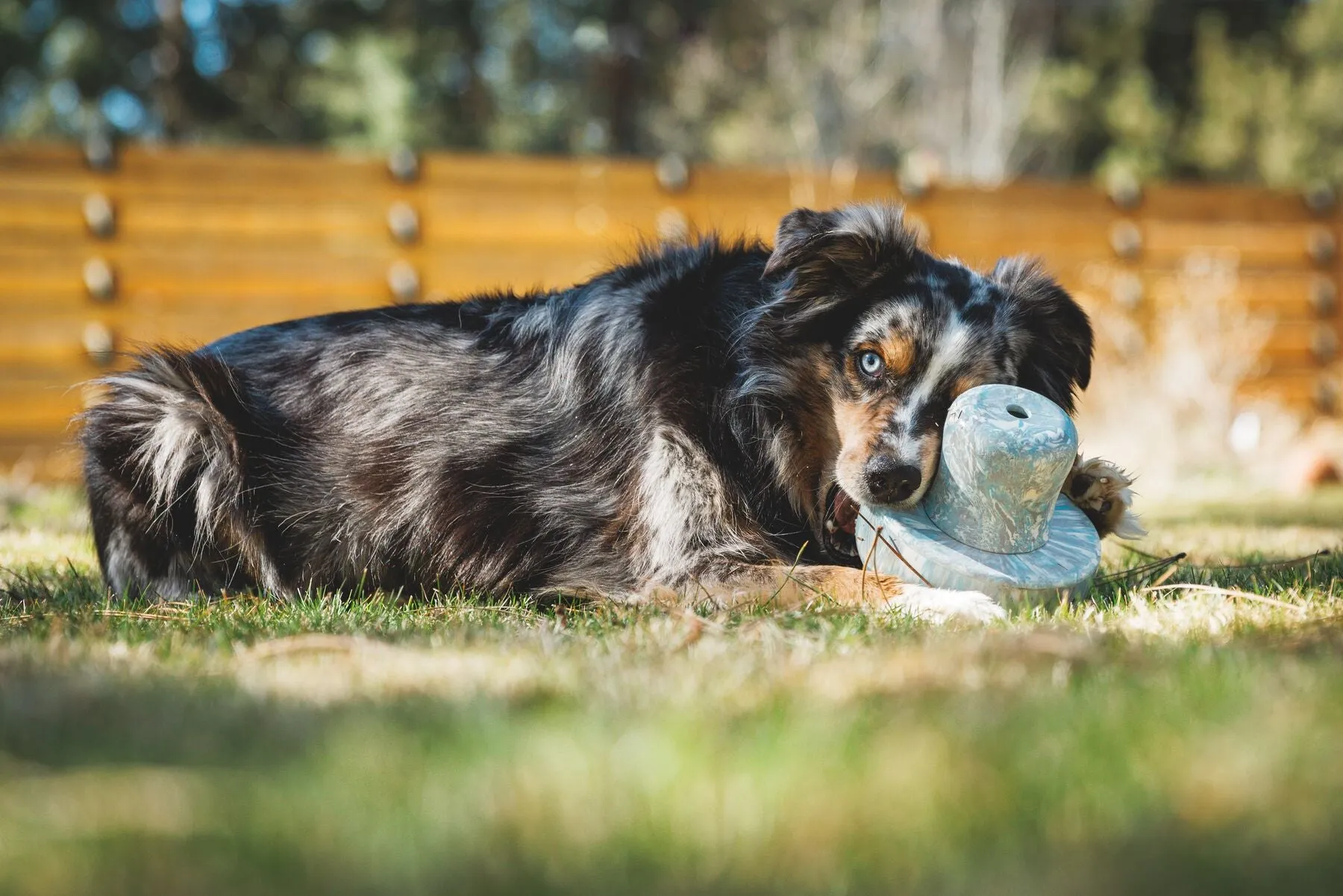 Porcini Dog Toy