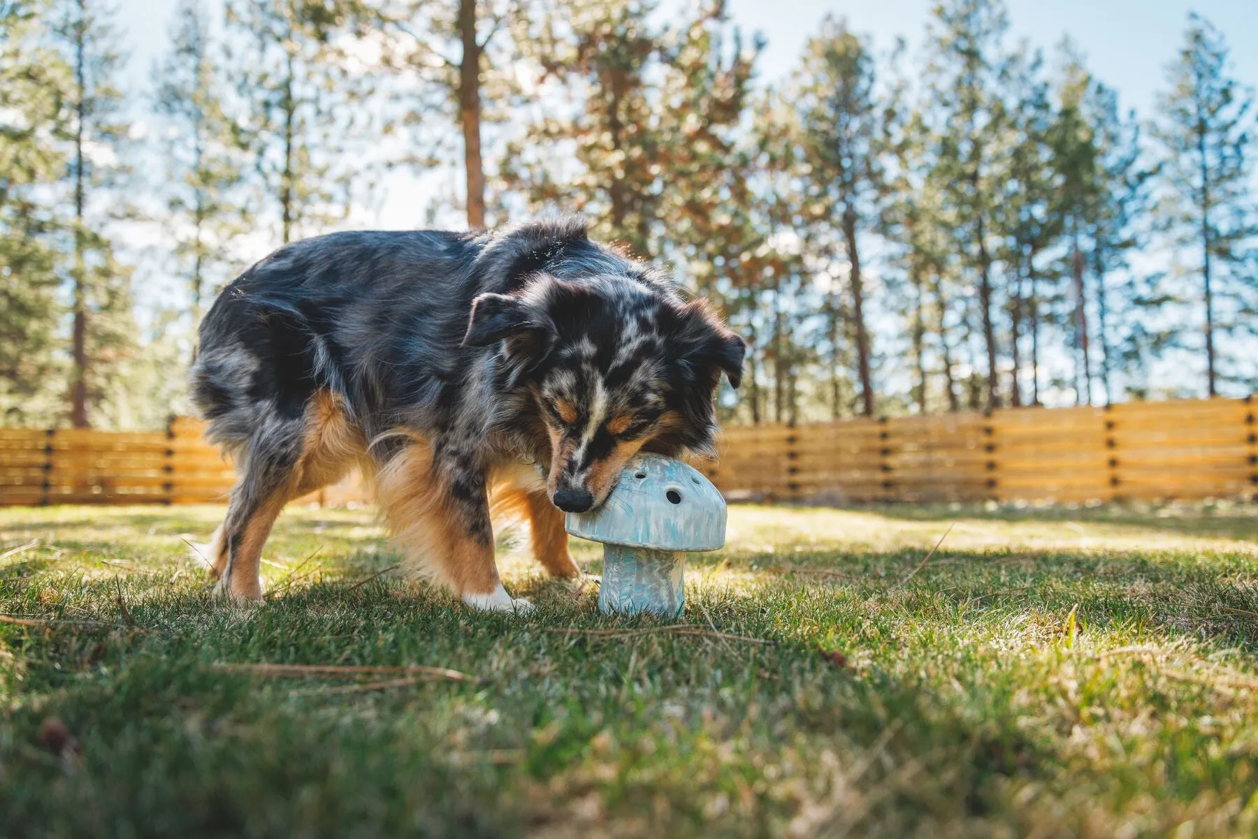 Porcini Dog Toy