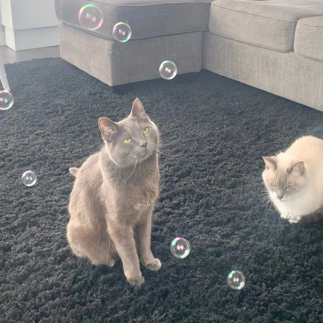 Purrseco Catnip Bubbles