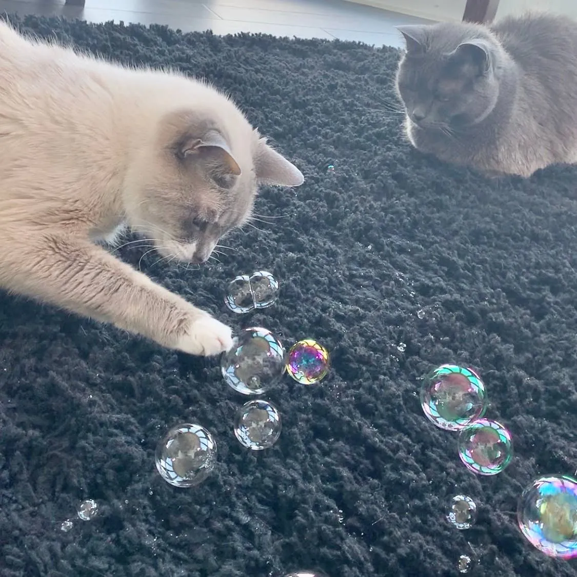 Purrseco Catnip Bubbles