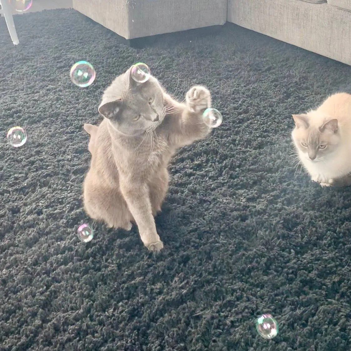 Purrseco Catnip Bubbles