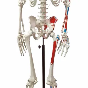 Skeleton Human Muscular