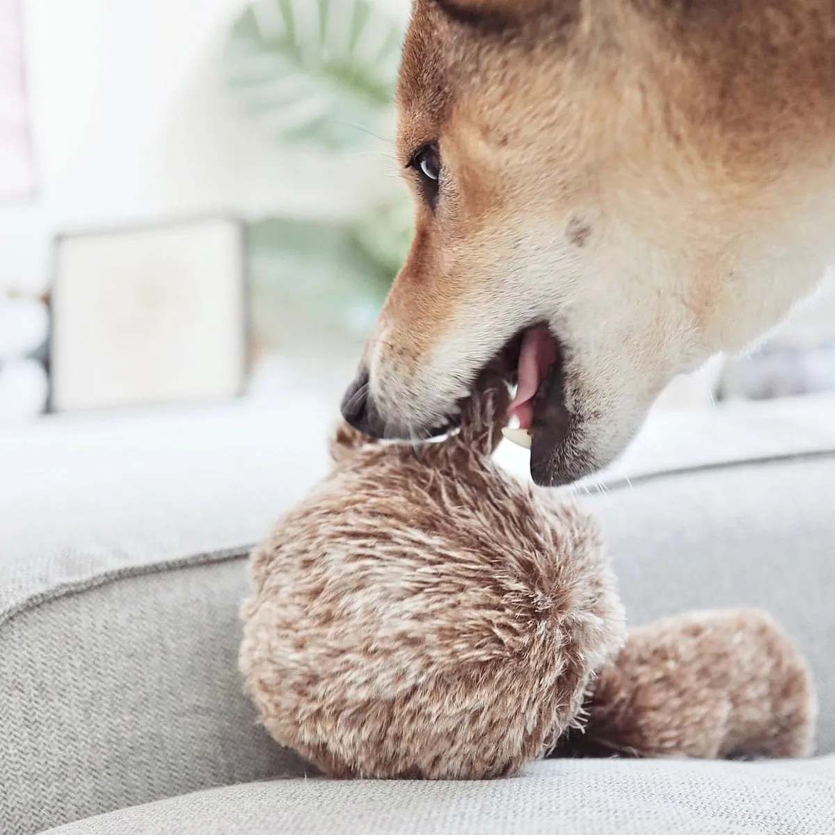 squirrel pop toy